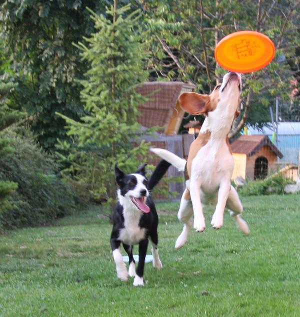 frisbee